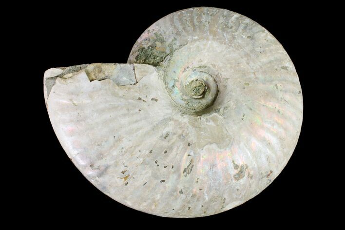 Silver Iridescent Ammonite (Cleoniceras) Fossil - Madagascar #157169